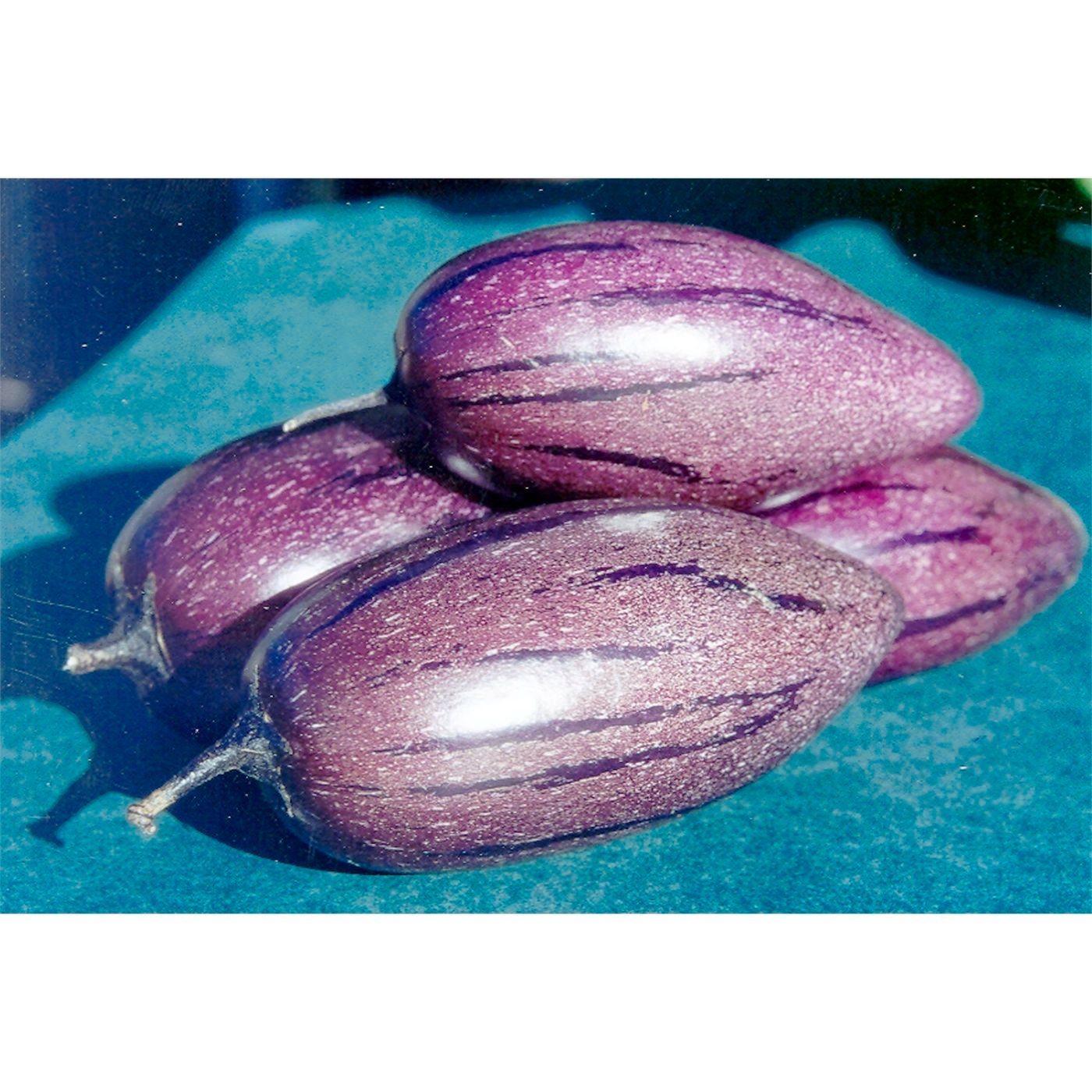 6 Purple 'Stripey' Pepino Melon Cuttings | Unrooted Solanum Muricatum | Sweet Exotic Fruit, Pepino Dulce, Rare Edible Garden Plant