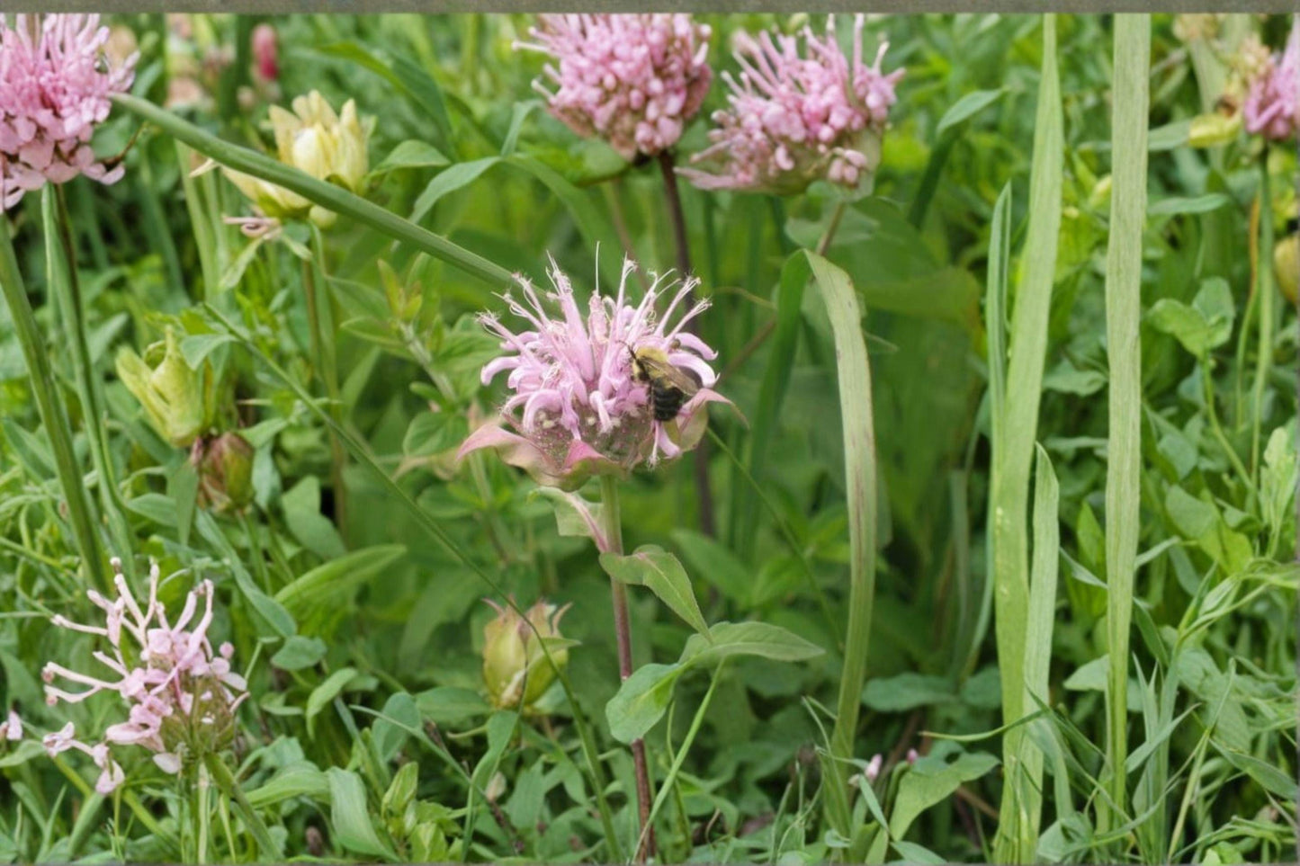 100 Wild Bergamot Seeds – Monarda fistulosa – Native Bee Balm – Pollinator Plant – Perennial Herb