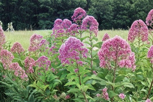 100 Purple Joe Pye Weed Seeds – Eutrochium purpureum – Native Pollinator Plant