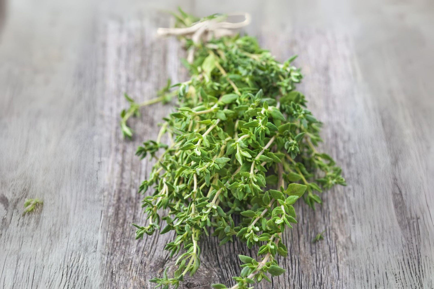 Heirloom Thyme Seeds: Fragrant Culinary Herb, Pollinator Garden