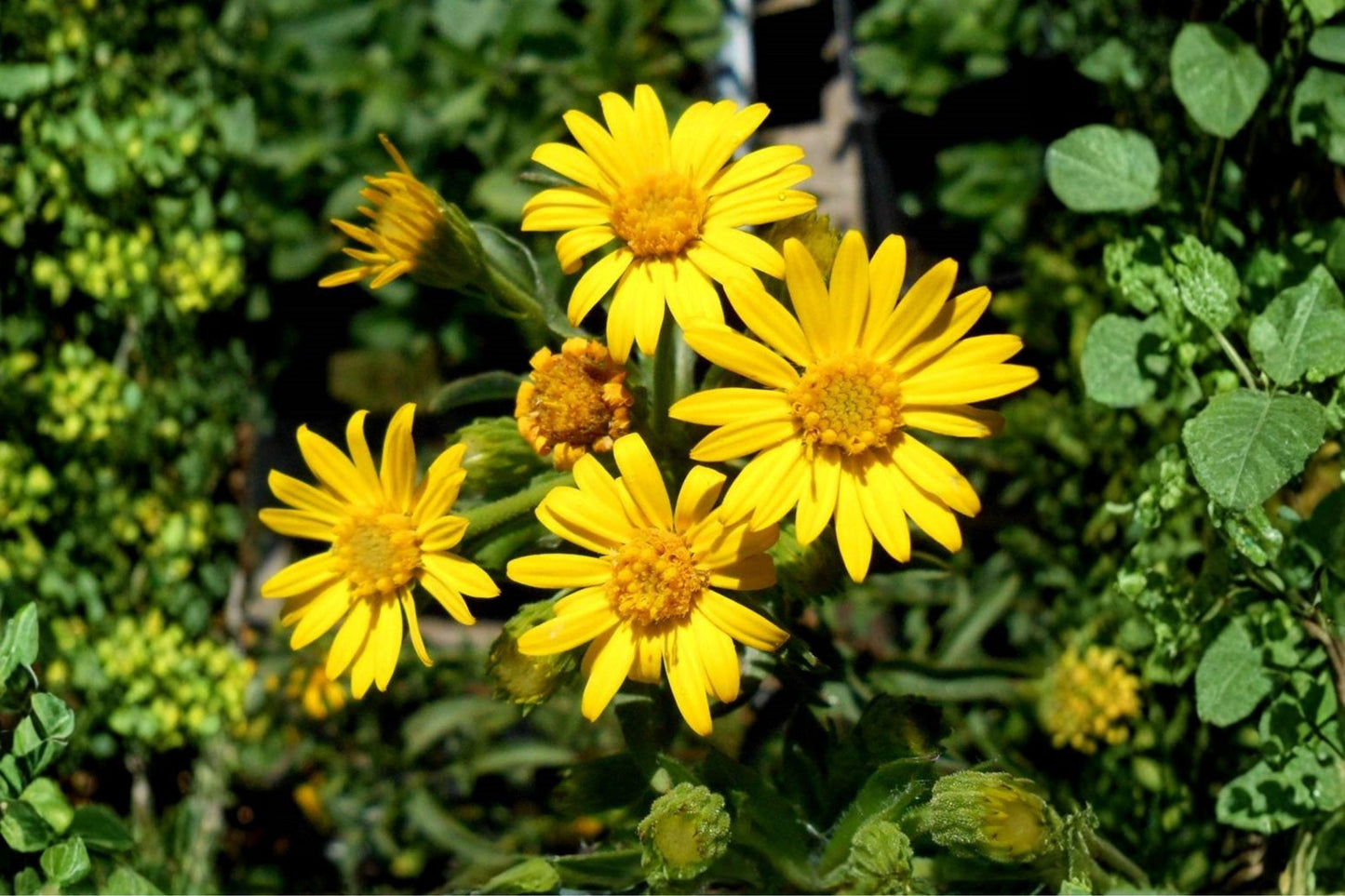 100 Golden Butterwort Seeds – Senecio atratus – Rare Wildflower – Native Perennial – Yellow Mountain Flower