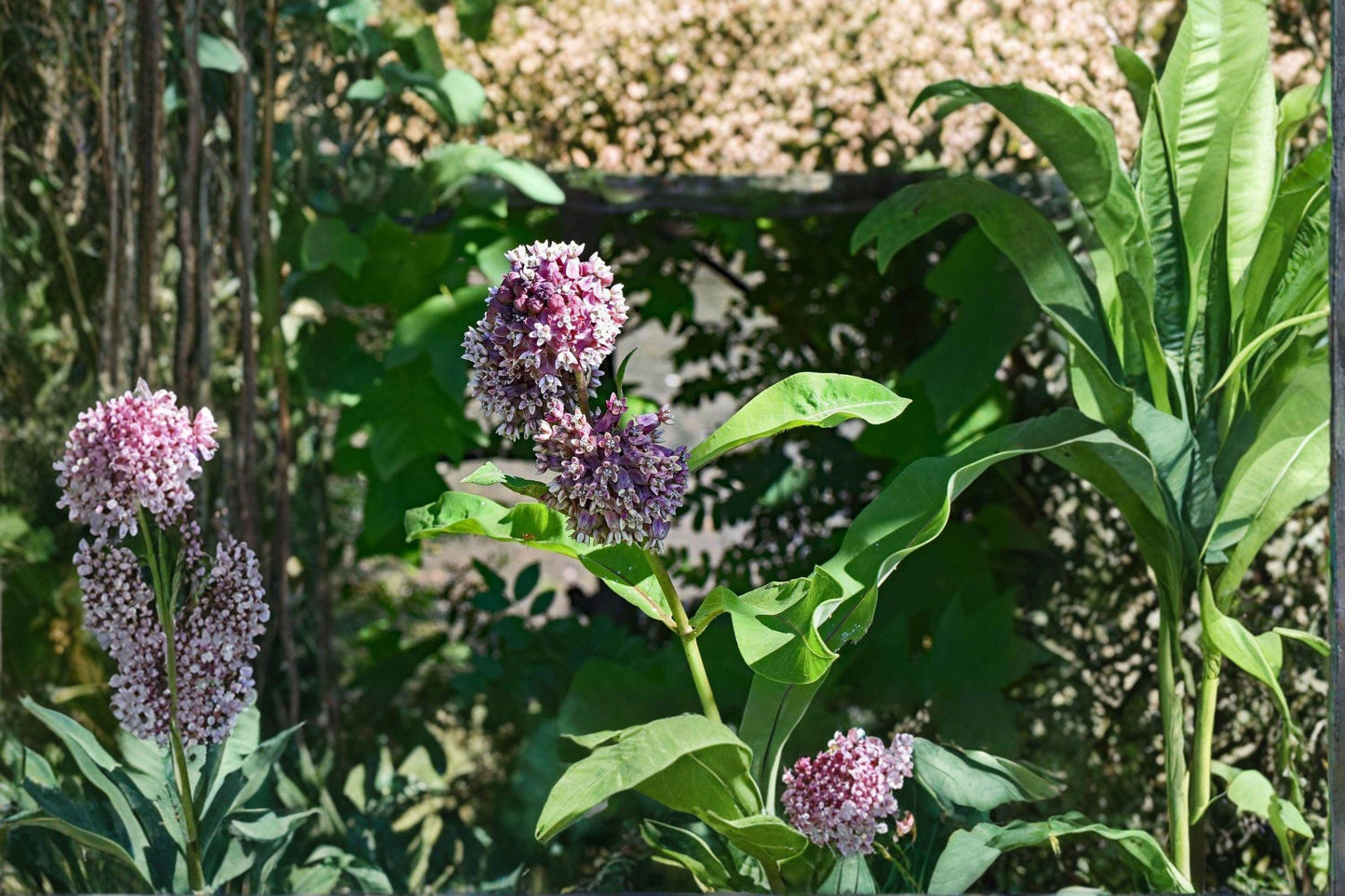 15 Common Milkweed Seeds – Asclepias syriaca – Monarch Butterfly Host Plant