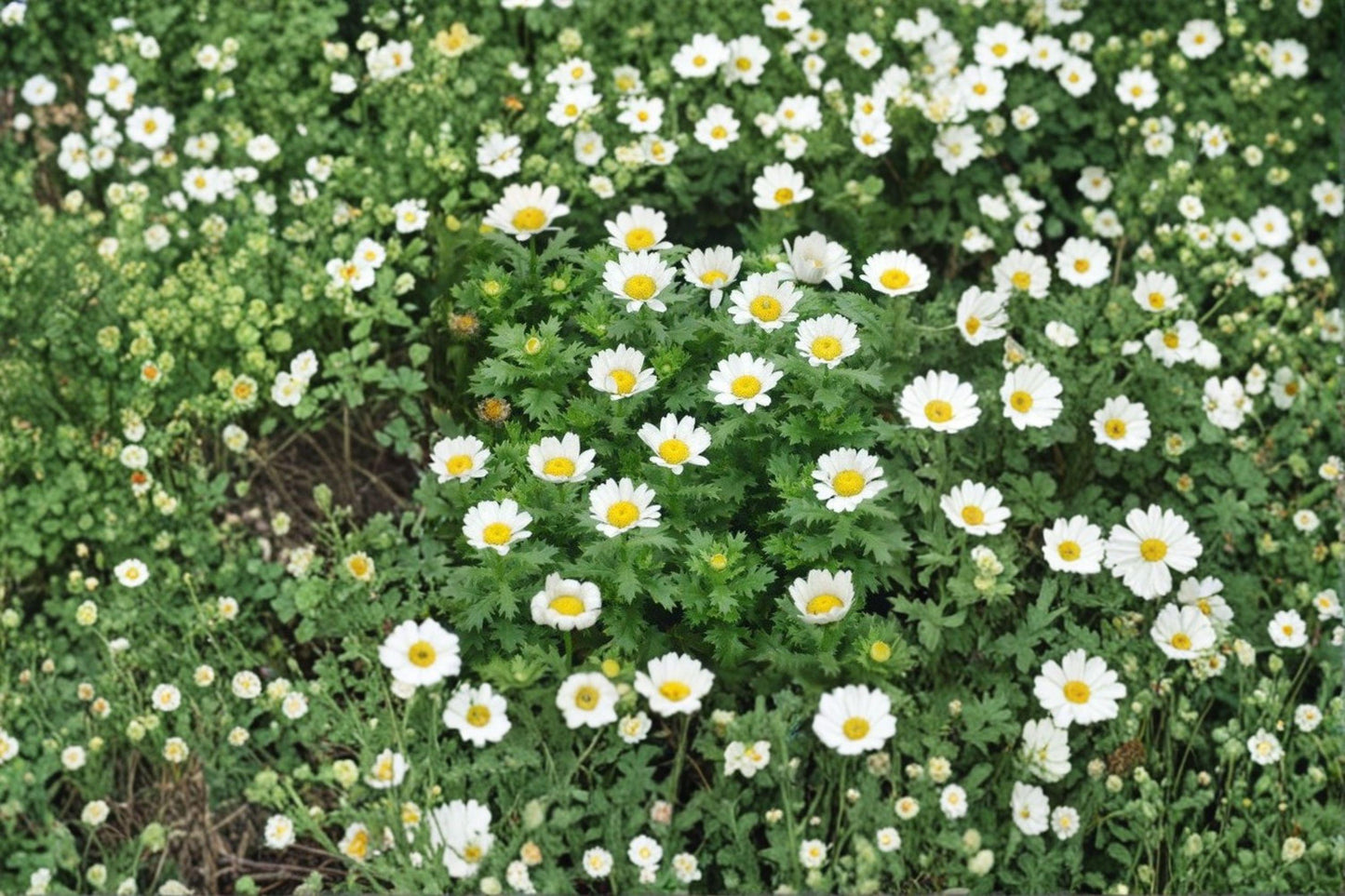 100 Creeping Daisy Seeds – Chrysanthemum paludosum – Low Growing White Flower – Annual Daisy