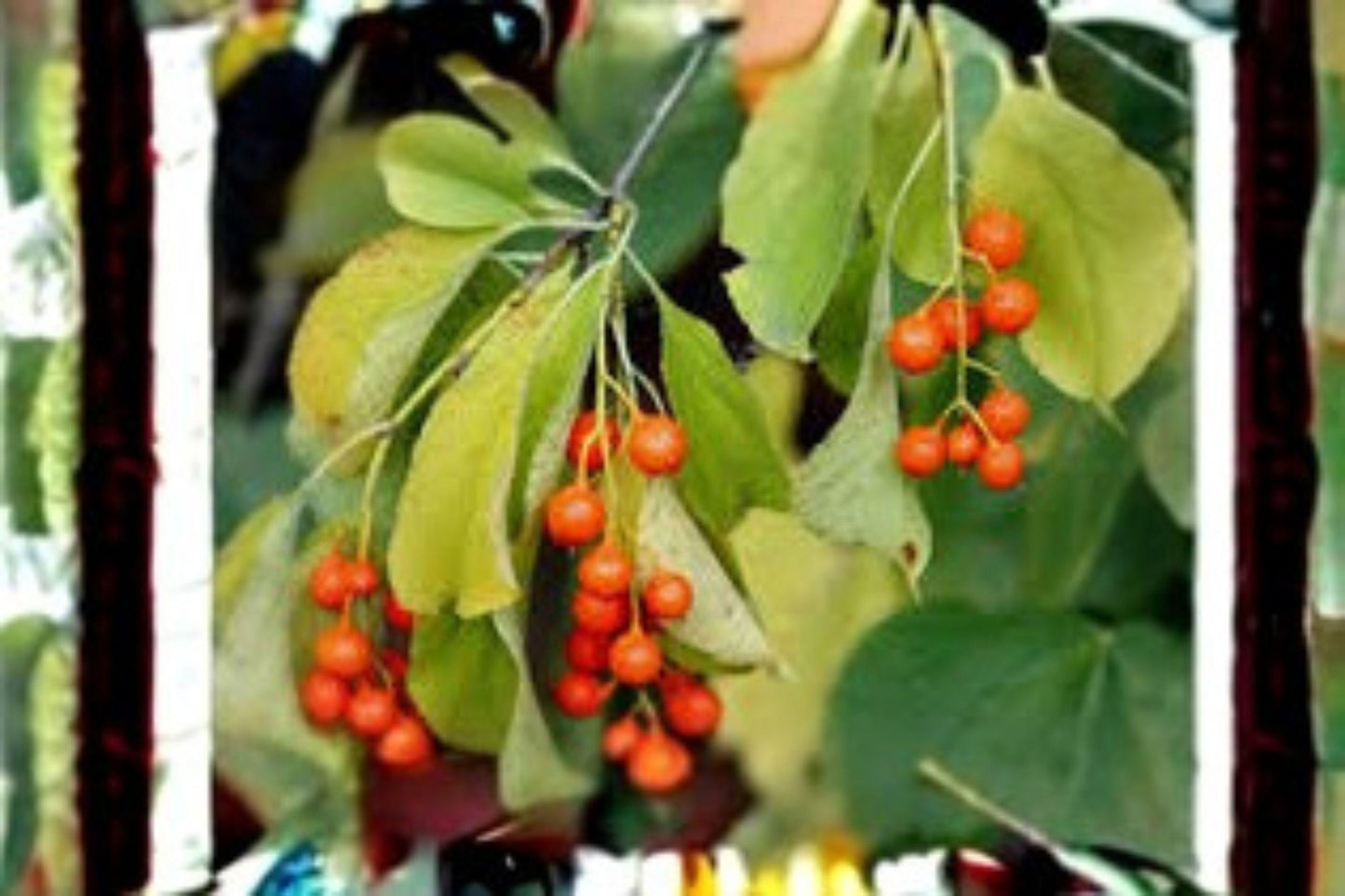 30 American Bittersweet Seeds: Native Vine, Orange Berries