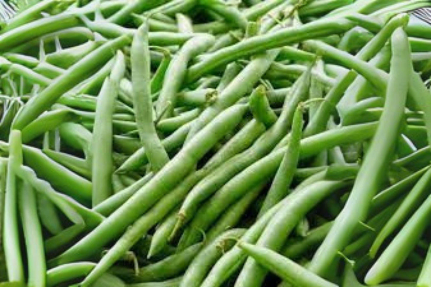 Petite Filet French Bean Seeds: Gourmet Haricots Verts for Garden