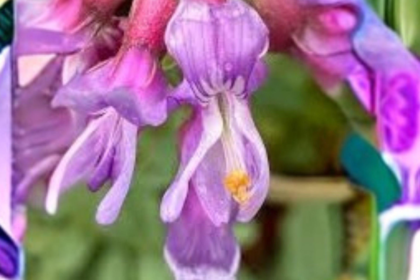15 Seeds Astragalus bisulcatus — Twogroove Milkvetch, Hardy Native Legume for Dry Soils