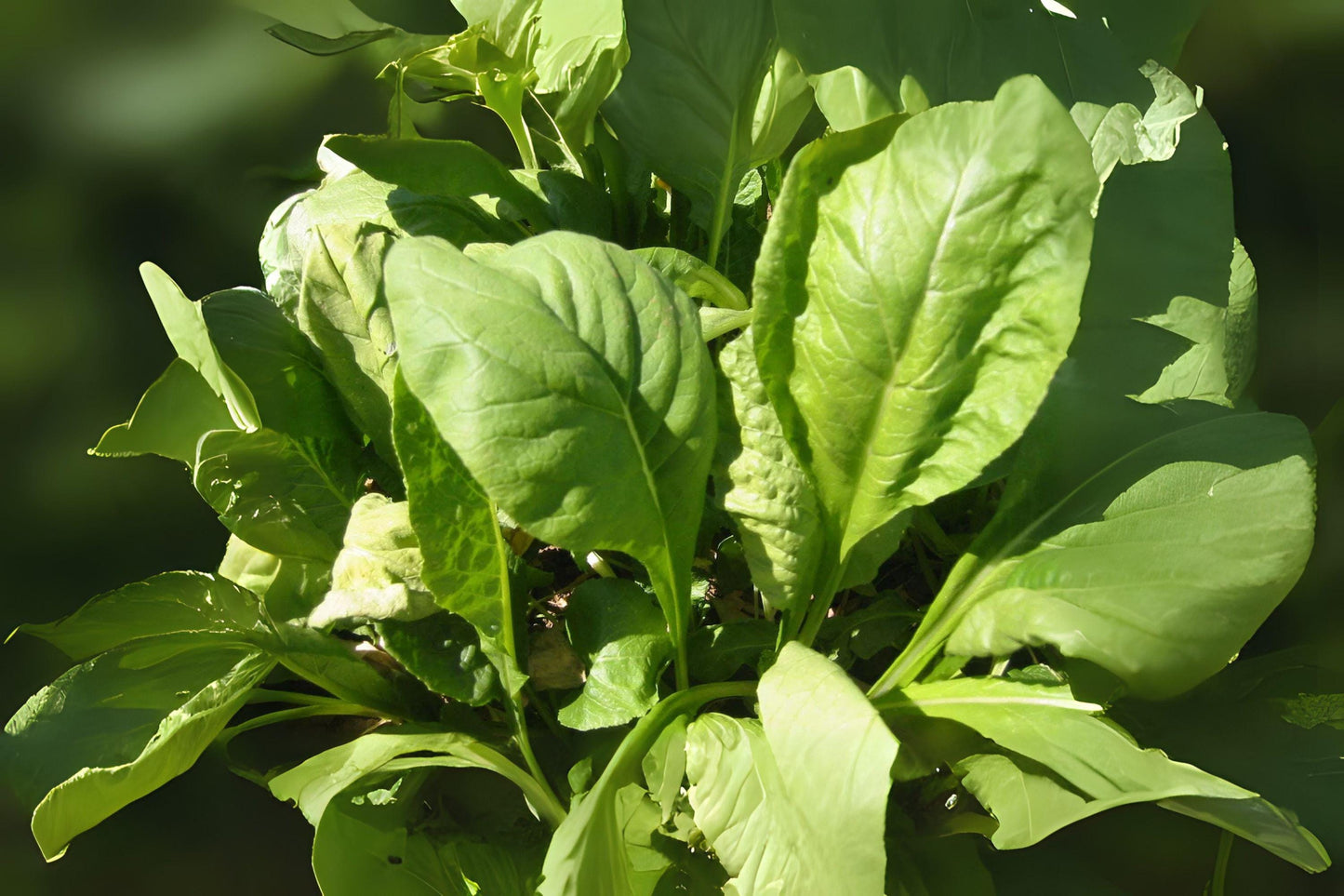 300 Komatsuna Seeds: Mustard Green Spinach Tendergreen for Asian Cooking