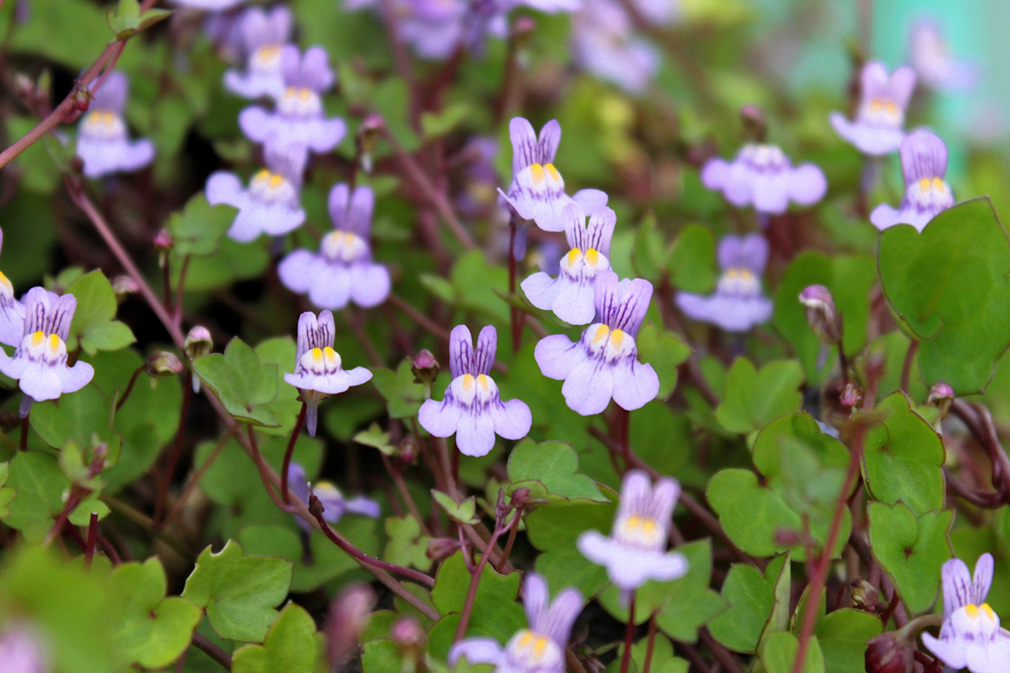Kenilworth Ivy Seeds, 200 Seeds, Lilac Perennial Ground Cover, Cymbalaria Muralis, Shade Tolerant, Low Maintenance, Deer Resistant