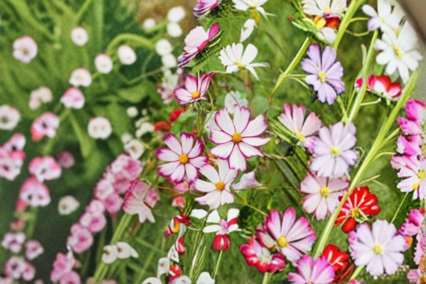 Cosmos Picotee Seeds: Pink & White Flower, Pollinator Friendly (100 Seeds)