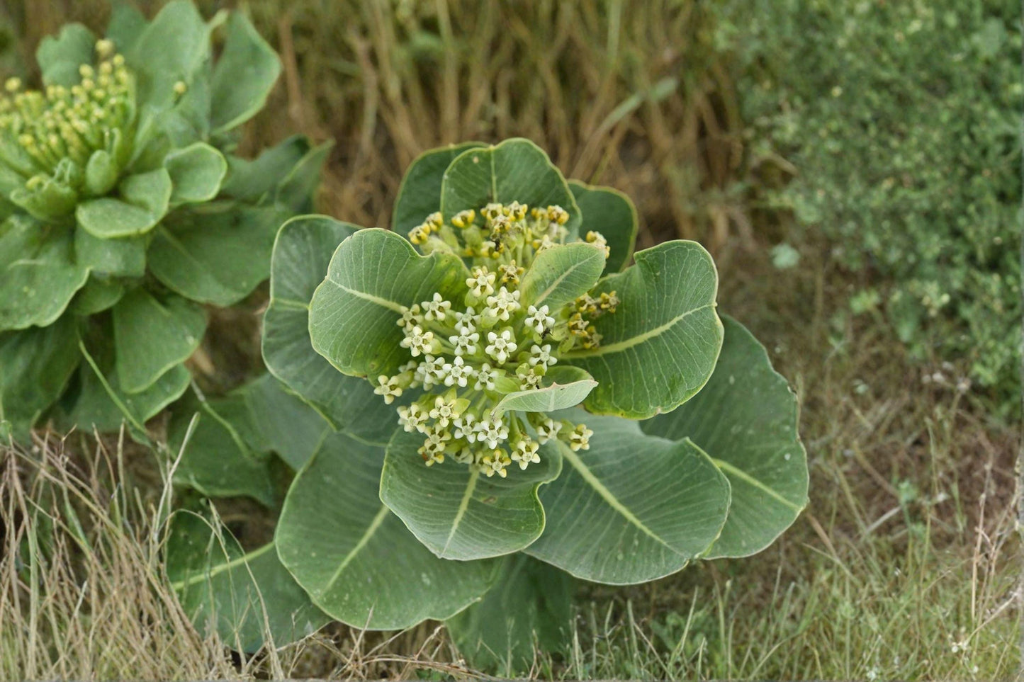10 Western Sand Milkweed Seeds – Asclepias arenaria – Monarch Host Plant