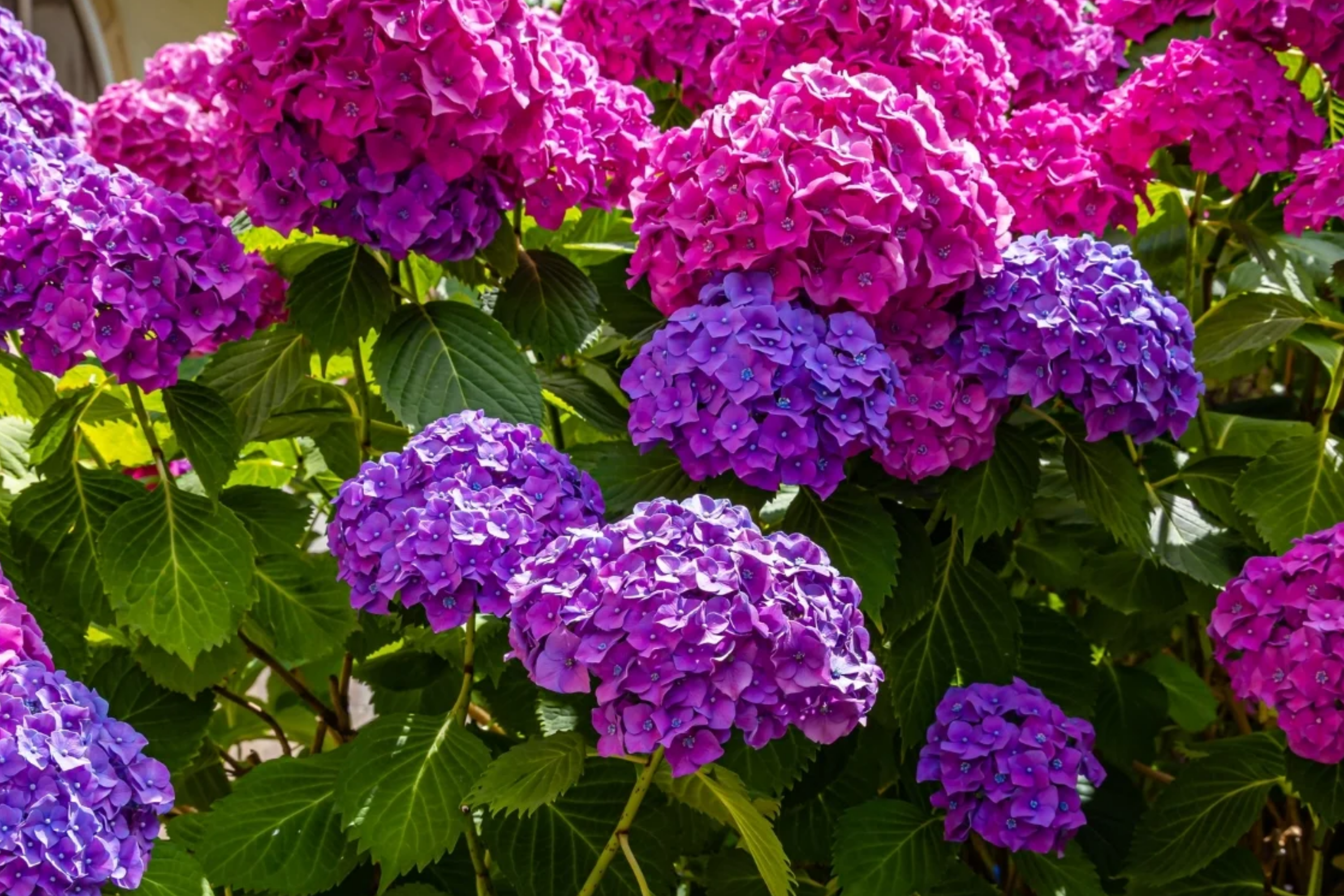 Hydrangea Cuttings 5 Unrooted Deep Purple/Blue Flowering Shrubs (Hydra ...
