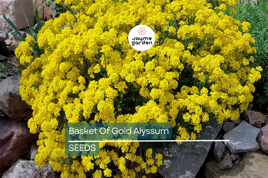 Basket Of Gold Alyssum Seeds, Aurinia saxatile, 8-12 Inches Tall, Golden Yellow Blooms, Groundcover, USDA Zones 3-9, Non-GMO