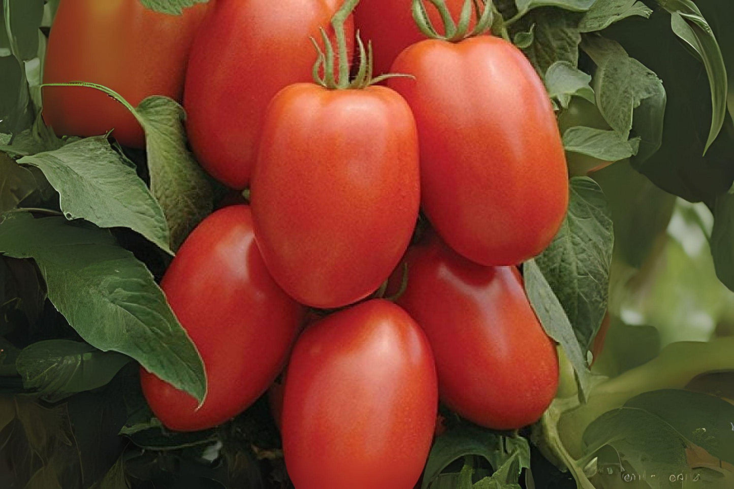 100mg Seeds Tomato Roma | Heirloom Paste Tomato | Garden Vegetable