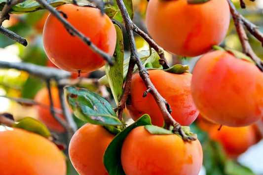 Japanese Persimmon Cuttings - 6 Unrooted Fuyugaki - Sweet, Non-Astringent, Self-Pollinating (D. Kaki) - USDA Zones 5-10