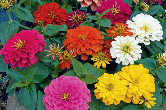 Magellan Mix Zinnia Seeds, 100+ Dwarf Flower Seeds, Colorful Blooms, Compact Plants, Full Sun, Container & Border Gardening