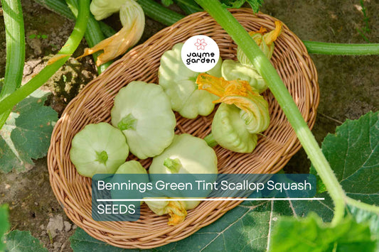 Bennings Green Tint Scallop Squash Seeds, Cucurbita pepo, Heirloom, 2-3 Inch Squash, Deer Resistant, USDA Zones 3-10, Non-GMO