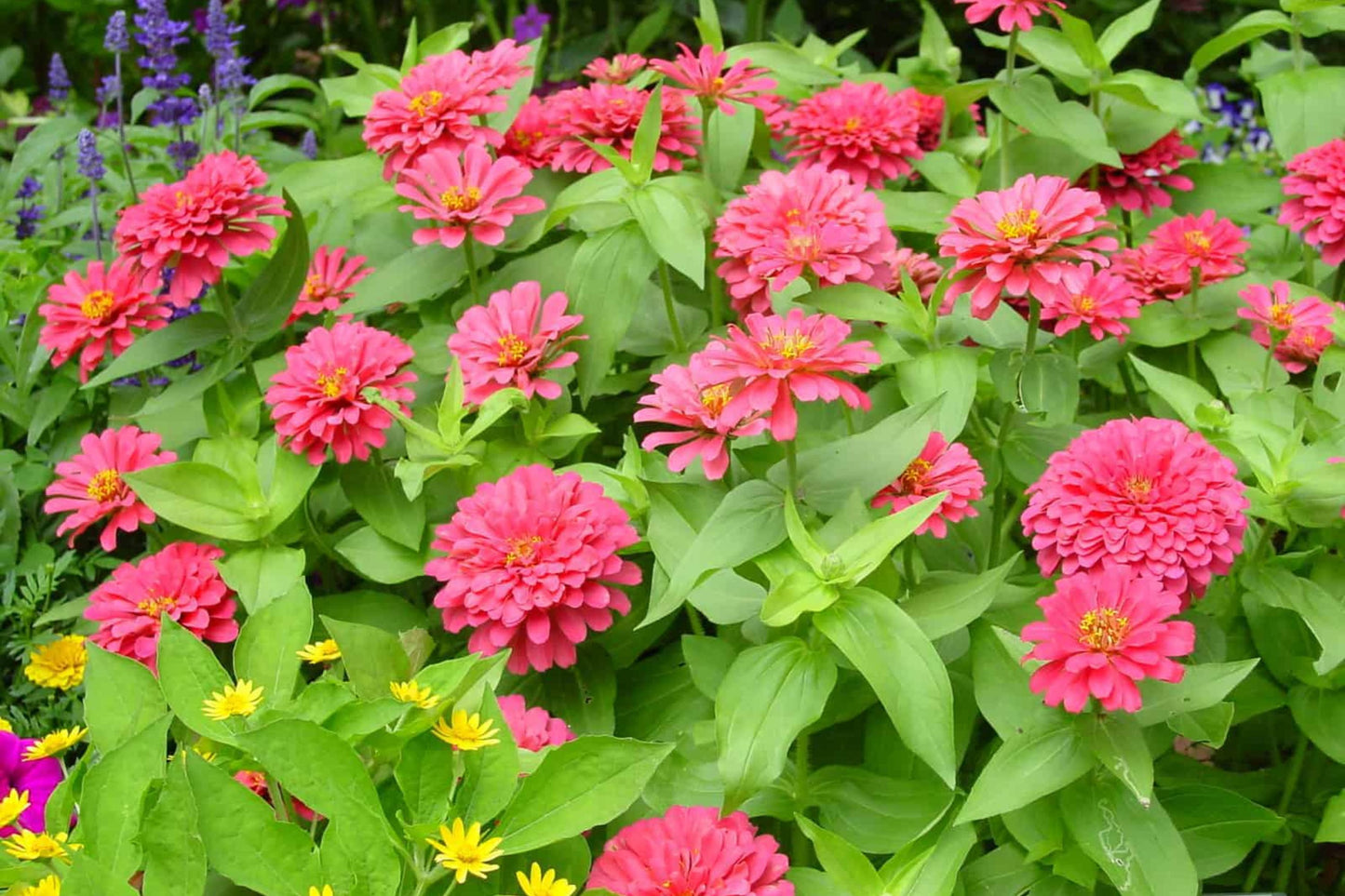 Magellan Mix Zinnia Seeds, 100+ Dwarf Flower Seeds, Colorful Blooms, Compact Plants, Full Sun, Container & Border Gardening