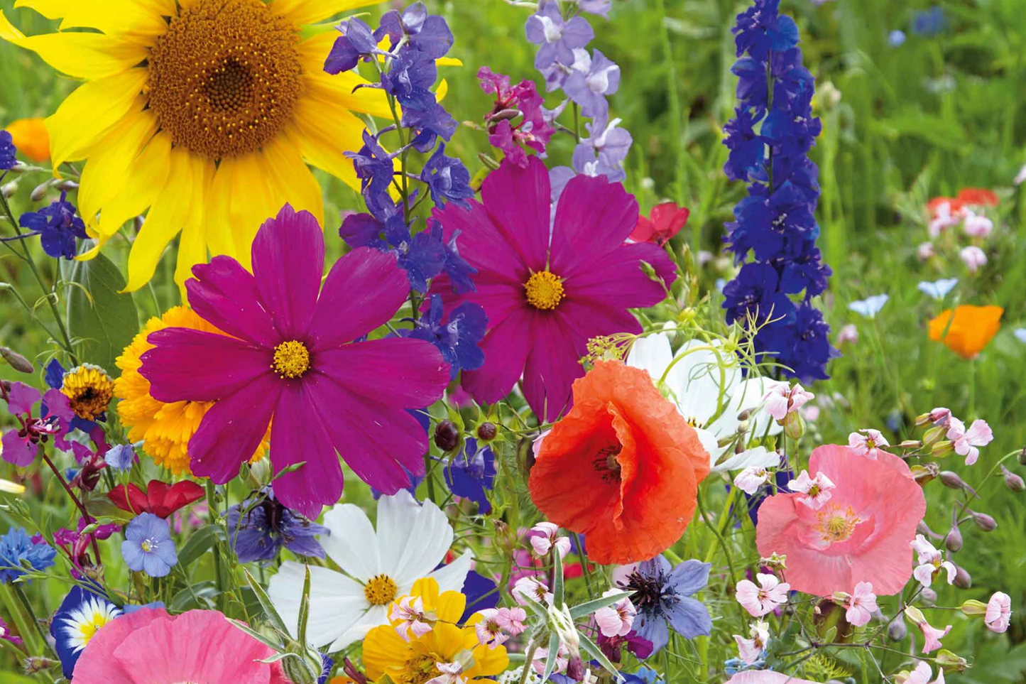 California Poppy Seeds 525mg Mission Bells Mix (Eschscholzia californica) - Fancy Colorful Flower Seeds for Gardening