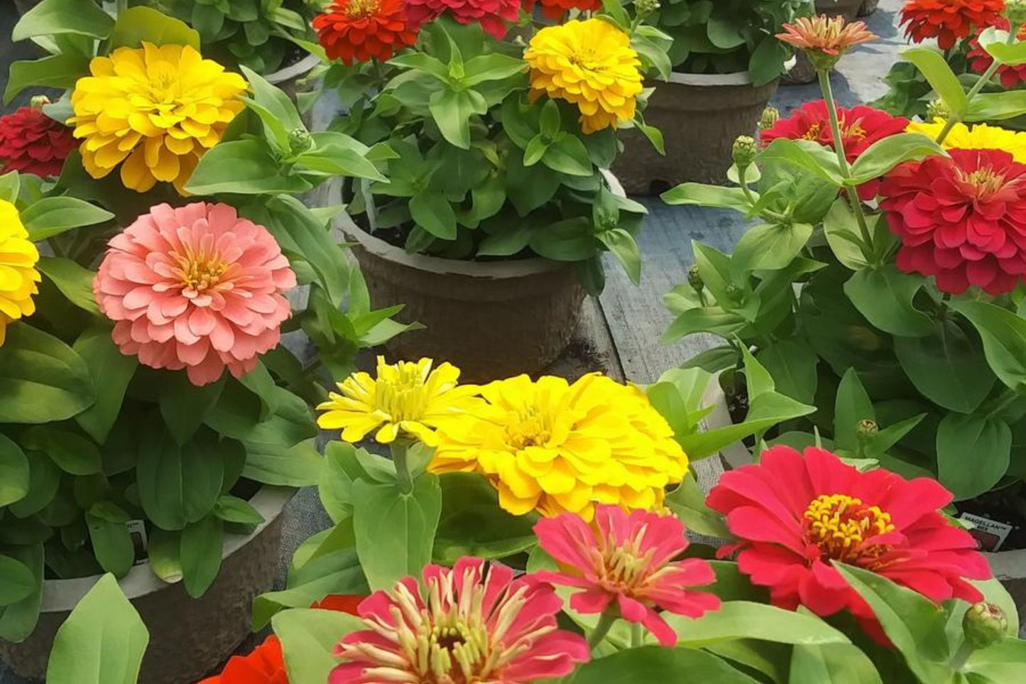 Magellan Mix Zinnia Seeds, 100+ Dwarf Flower Seeds, Colorful Blooms, Compact Plants, Full Sun, Container & Border Gardening
