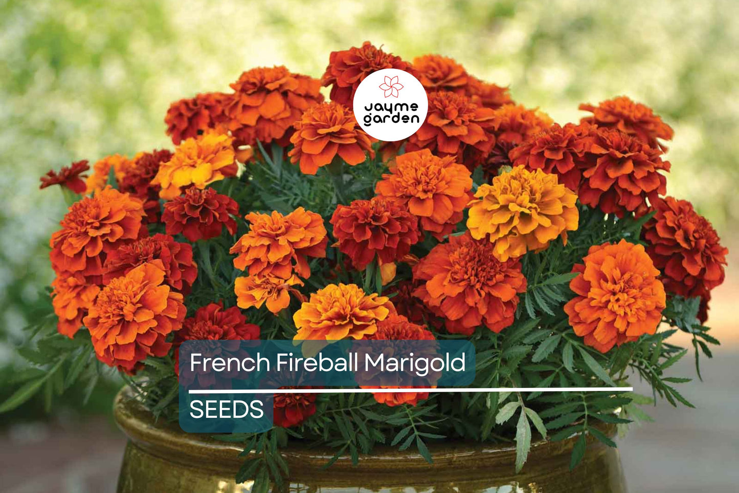 French Fireball Marigold Seeds - 25+ Bi-Color Blooms - USA Grown -  - Pest Repellent - Butterfly Magnet - Easy to Grow