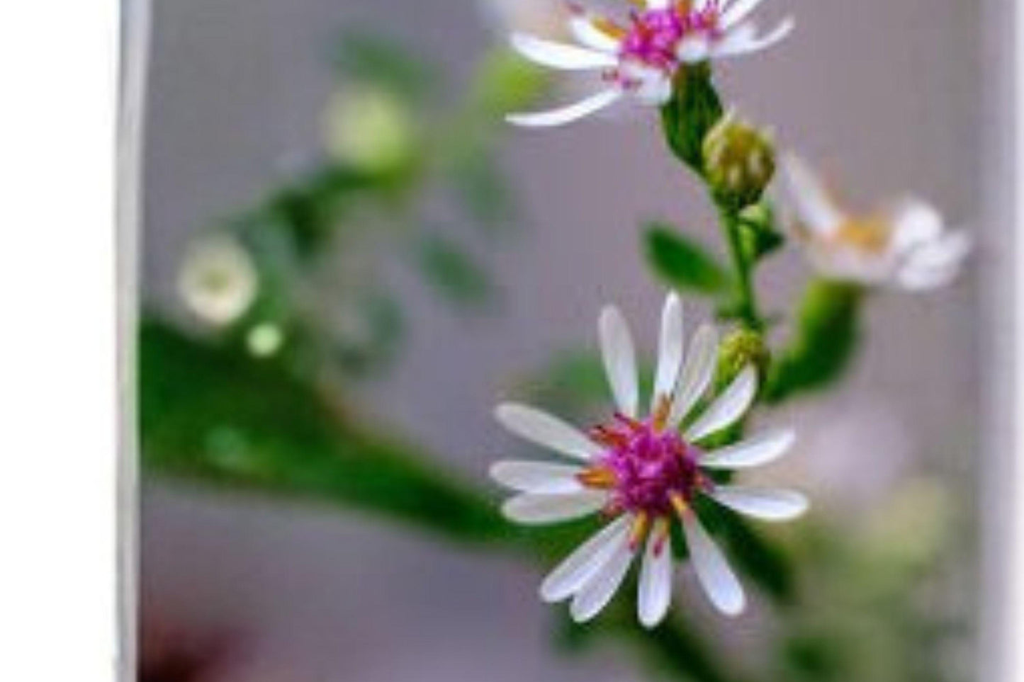 Calico Aster Seeds: Native White Wildflower - Pollinator Plant (100 Seeds)