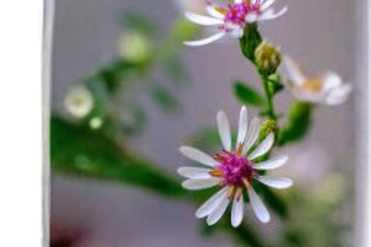 Calico Aster Seeds: Native White Wildflower - Pollinator Plant (100 Seeds)