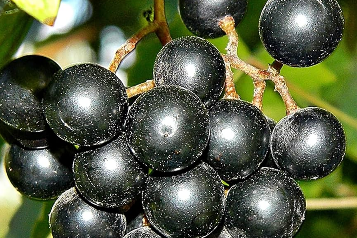 20 Seeds Carlos Bronze Muscadine Grape Vitis rotundifolia E165.5 Home Gardening Seeds for Zones 7-10, Easy to Grow