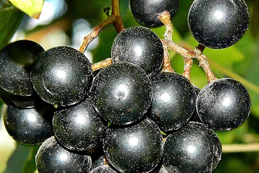 20 Seeds Carlos Bronze Muscadine Grape Vitis rotundifolia E165.5 Home Gardening Seeds for Zones 7-10, Easy to Grow