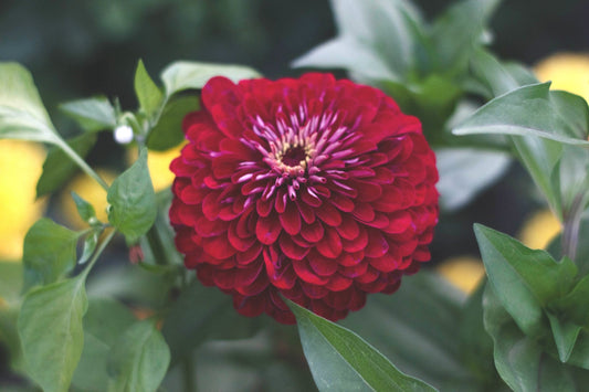 Benary Giant Wine Zinnia Seeds, 100+ Flower Seeds, Deep Burgundy Blooms, Cut Flower Garden, Pollinator-Friendly, Full Sun