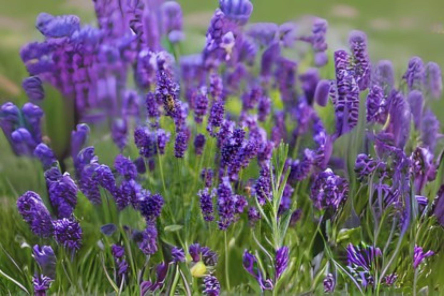 100 Vera Lavender Seeds: Fragrant Heirloom English Herb