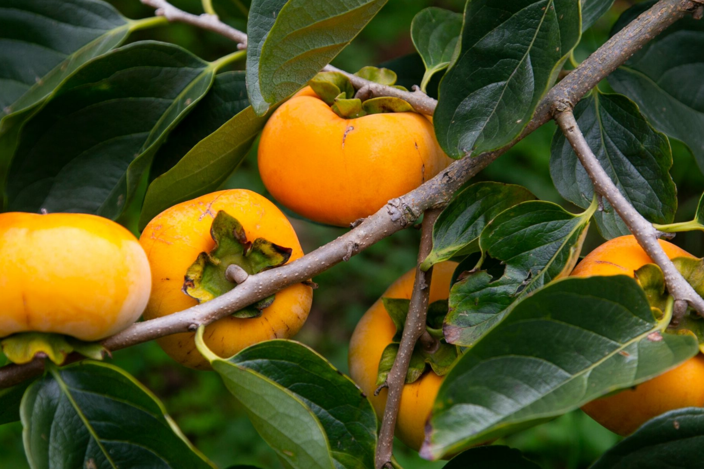 Japanese Persimmon Cuttings (Unrooted) - Fuyugaki Variety - Diospyros kaki - Sweet, Non-Astringent, USDA Zones 5-10