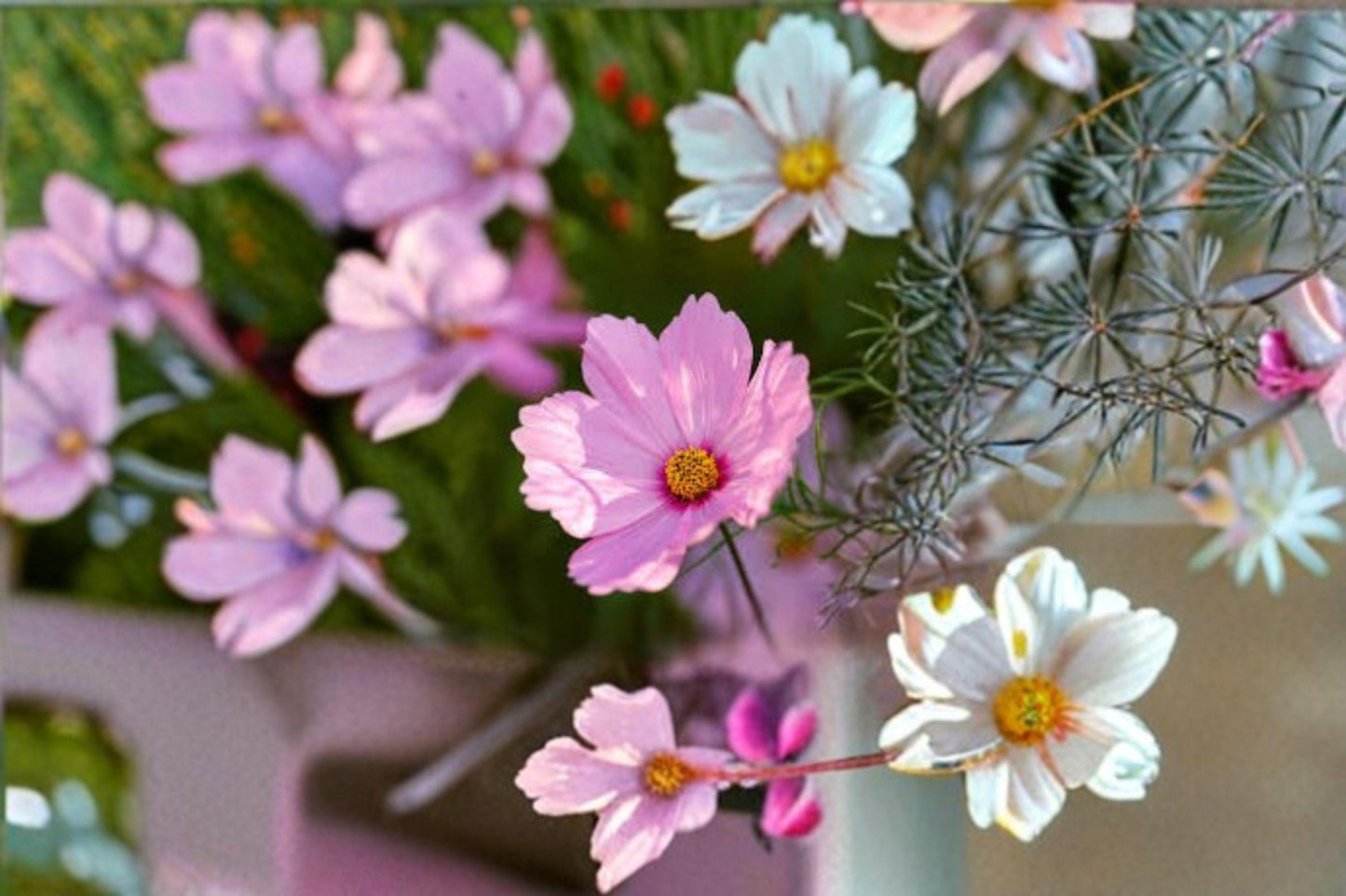 Cosmos Gloria Seeds: Vibrant Pink Garden Blooms (100 Seeds)