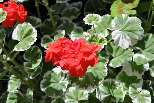 Wilhelm Langguth Geranium Seeds, 25+ Zonal Flower Seeds, Vibrant Red Blooms, Full Sun, Container & Garden Planting