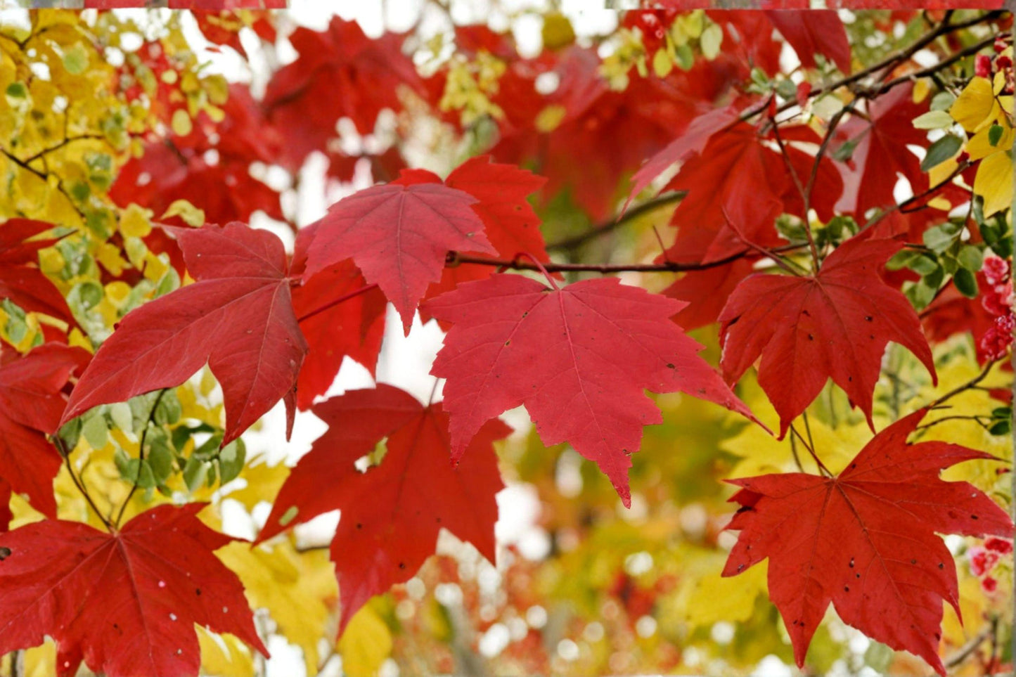 10 Seeds for Planting Acer rubrum – Northern Red Maple, Brilliant Fall Color Shade Tree