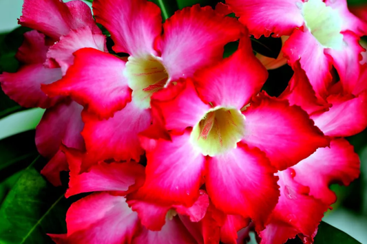 10 PC Desert Rose Seeds, Mixed Colors, Rare Flowering Plant Seeds, Adenium obesum, Indoor Bonsai Gardening Supplies