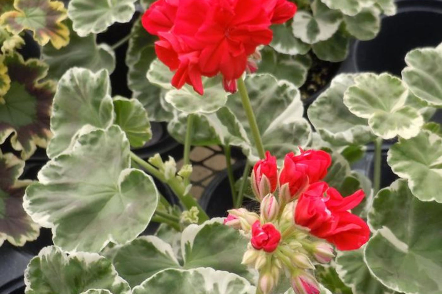Wilhelm Langguth Geranium Seeds, 25+ Zonal Flower Seeds, Vibrant Red Blooms, Full Sun, Container & Garden Planting