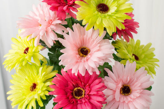 White & Pink Gerbera Daisy Seeds, 200+ Flower Seeds, Large Blooms, Pollinator-Friendly, Full Sun, Cut Flower Garden