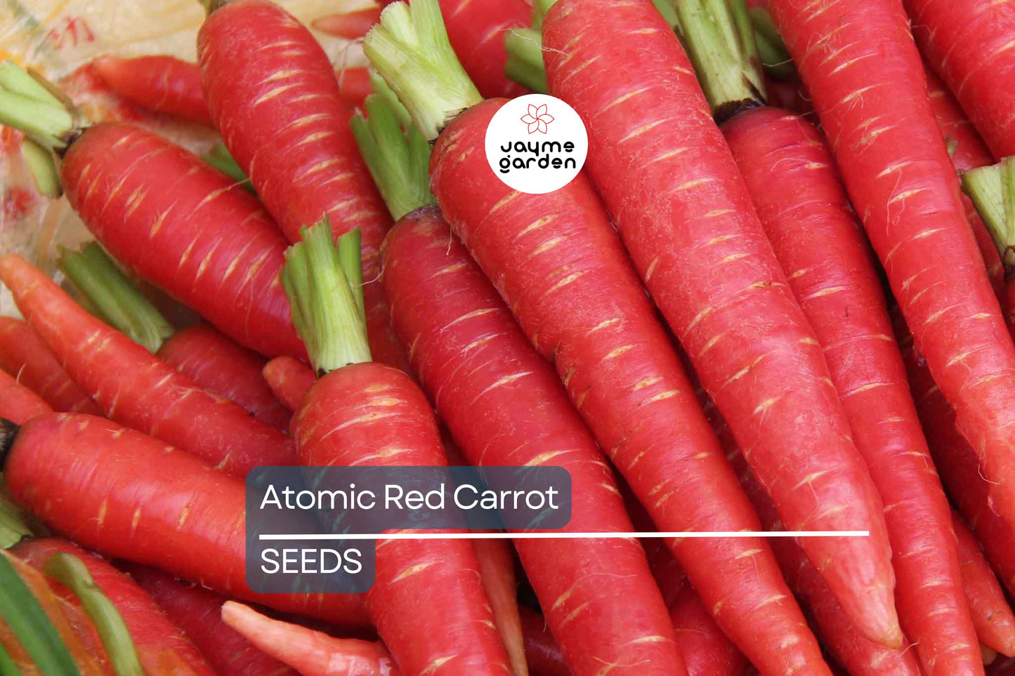 Atomic Red Carrot Seeds | Heirloom - Non-GMO | 150-15,000 Seeds | Deep Red Carrots | Sweet & Crisp | USDA Zones 2-10 | Free Shipping