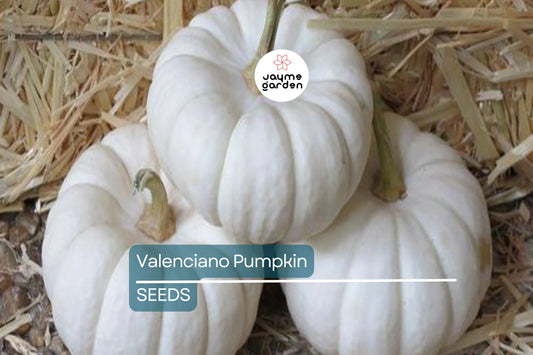 Valenciano Pumpkin Seeds | Heirloom, Non-GMO | Creamy White Skin | Sweet Flesh | 8-20 lbs | Free Shipping | 110 Days to Maturity