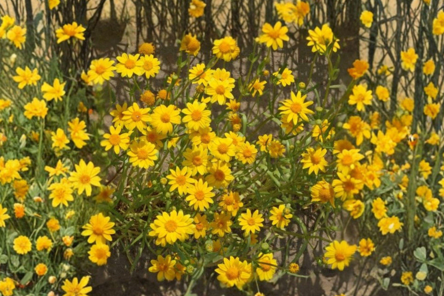100 Yellowray Goldfields Seeds – Lasthenia glabrata – California Native Wildflower – Spring Blooms