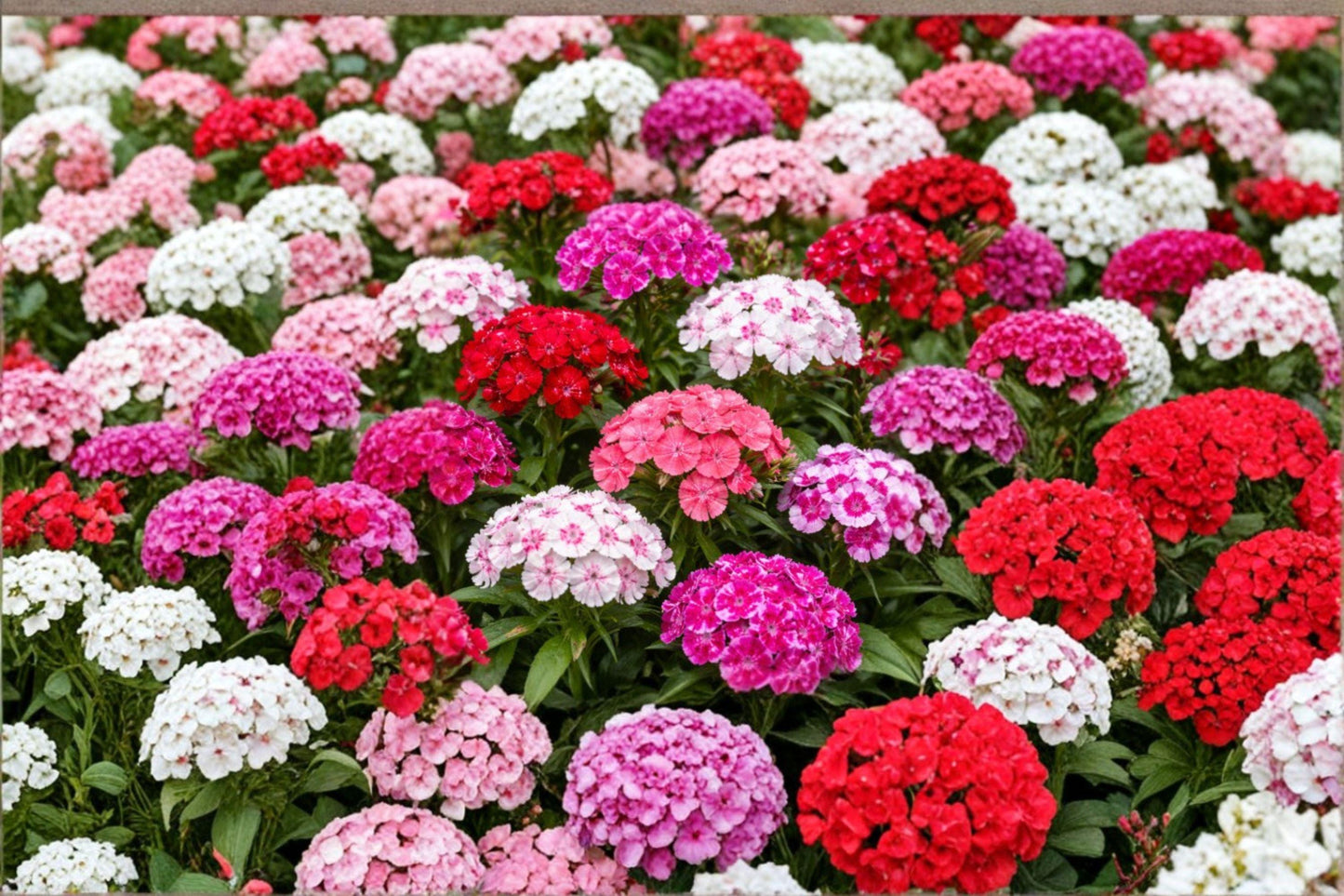 100 Sweet William Seeds – Dianthus barbatus – Cottage Garden Flower – Biennial Cut Flower