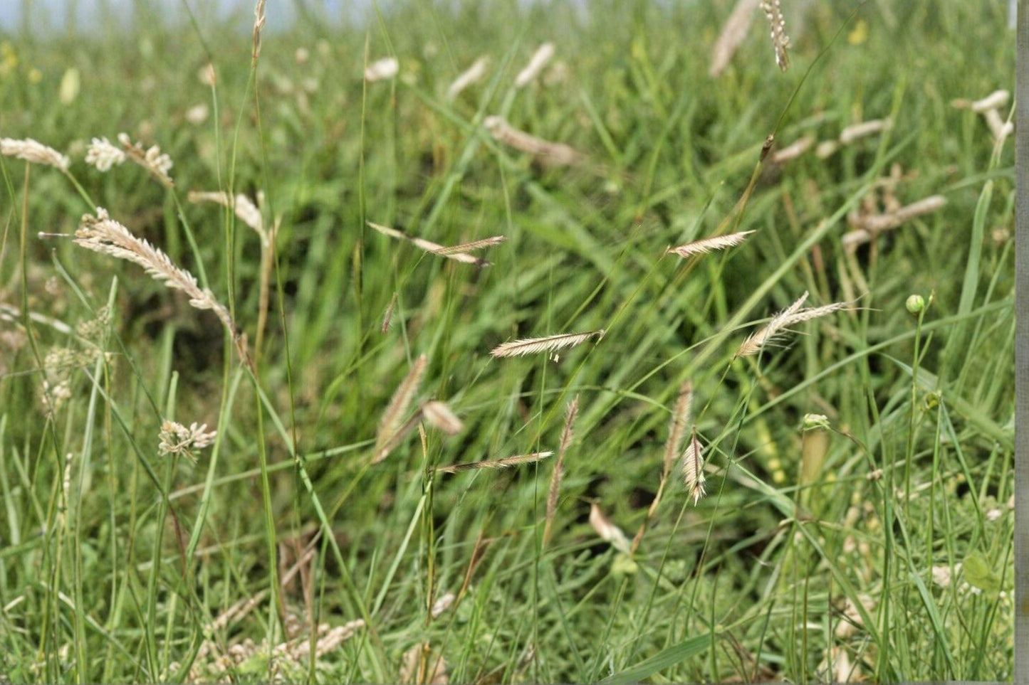 100 Blue Grama Grass Seeds – Bouteloua gracilis – Native Prairie Grass – Drought Tolerant – Lawn Alternative
