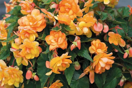Begonia Seeds - 5 Pack Bossa Nova Yellow, Pale Yellow Blooms, Begonia x tuberhybrida, Annual Flowering Plant
