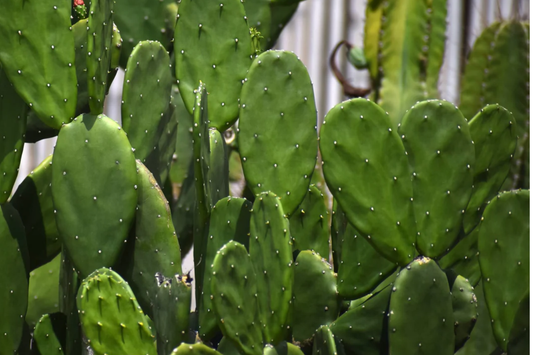 40 Seeds Sweet Yellow Prickly Pear Cactus - Opuntia ficus-indica - Home Gardening, Indian Fig Cactus Seeds for Planting