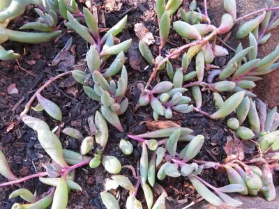 Ruby Necklace Succulent Live Plant 2 Inch Pot – Othonna capensis