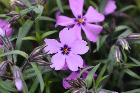 Purple Beauty Moss Phlox Seeds, 100+ Non-GMO Flower Seeds, Ground Cover Perennial, Full Sun, USDA Zones 3-9, Attracts Pollinators