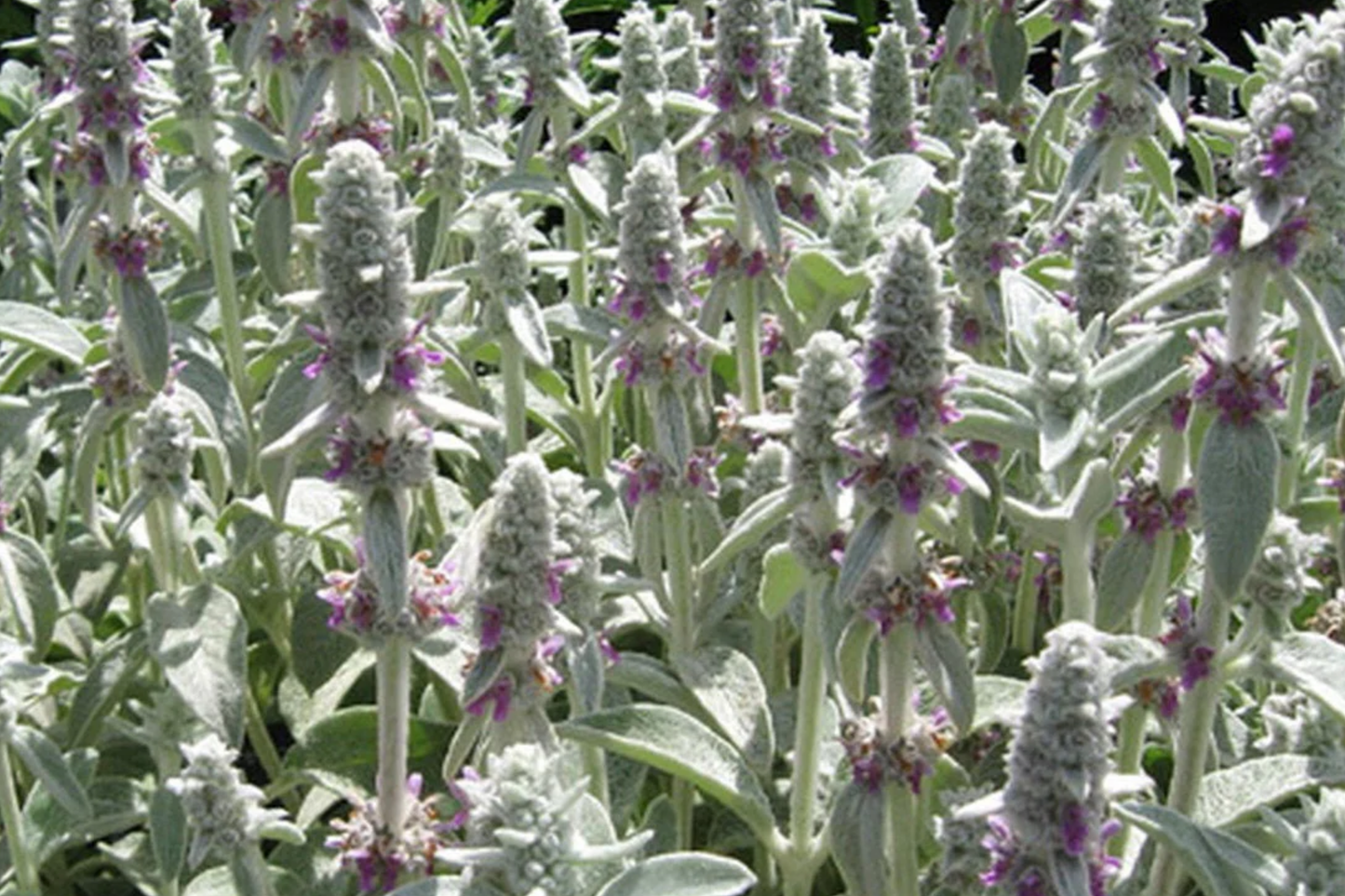 100 Seeds Lamb's Ear (Stachys byzantina lanata) - Silvery Ground Cover Plant, Drought Tolerant, Lilac Blooms, Perennial