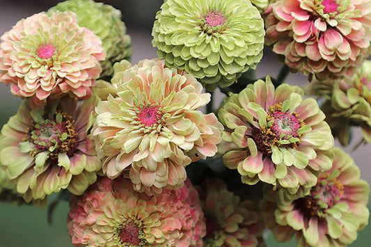 100+ Queen Lime Blush Zinnia Seeds – Vibrant Garden Flower, USA Grown, Beautiful Blooms –