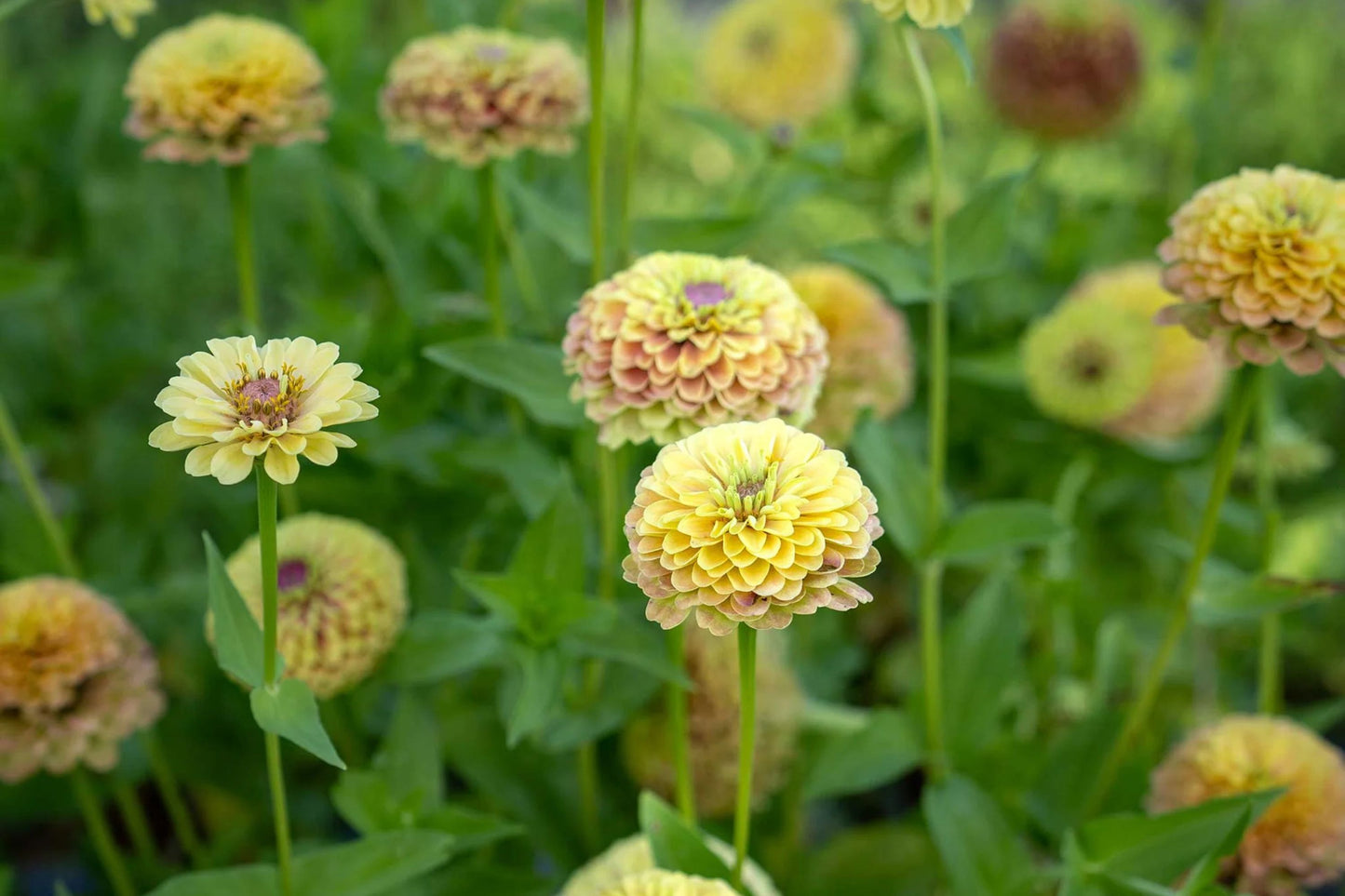 100+ Queen Lime Blush Zinnia Seeds – Vibrant Garden Flower, USA Grown, Beautiful Blooms –