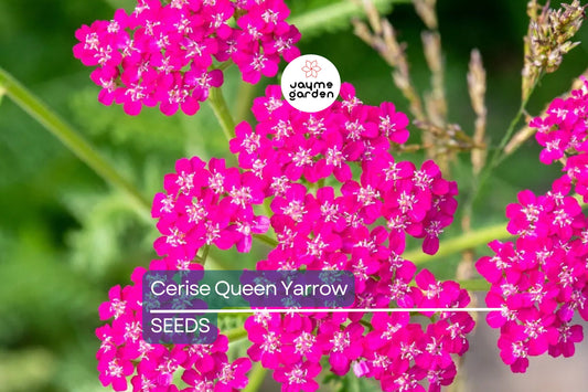 Cerise Queen Yarrow Seeds | Vibrant Pink Flowers | Drought Tolerant | Attracts Pollinators | Perennial | Free Shipping | 85 Days